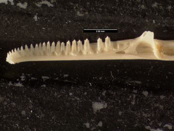 Media type: image;   Herpetology R-171407